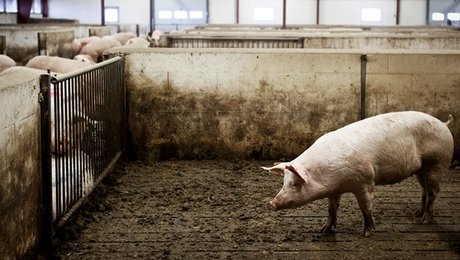 Sammark: Vi kæmper for dyrene – bureaukratiet kæmper imod