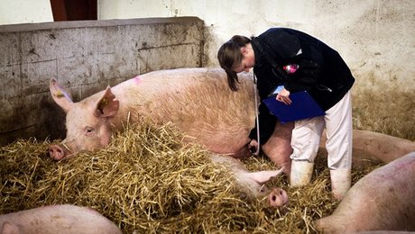 FødevareDanmark: Nye gebyrer skader små virksomheder