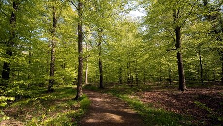 Alternativ alliance kalder Wermelin i samråd om bioidiversitet