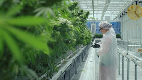 Professor om medicinsk cannabis: Lægemiddelstyrelsen lader læger og patienter i stikken