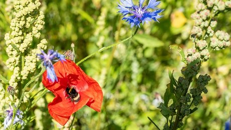 Rambøll: Vi skal slippe den vilde natur fri i byerne