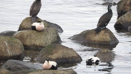 Biolog om EU-stridig jagt på edderfugle: Wermelin skylder en forklaring