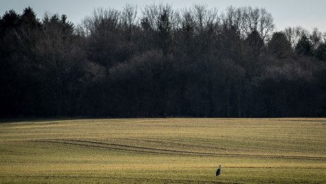 Grønne organisationer om nye naturnationalparker: Et skridt i den rigtige retning, men der er lang vej igen