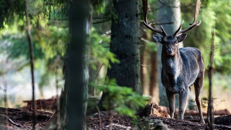 Forfattere: Danskernes naturforståelse er under gennemsnittet i Europa