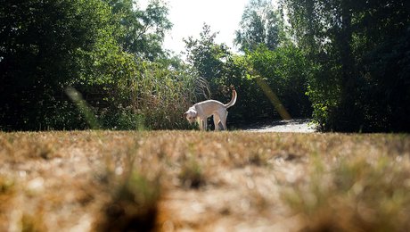 Nordhavns Naturvenner: Der er brug for plads til både naturpark og idræt i Nordhavn