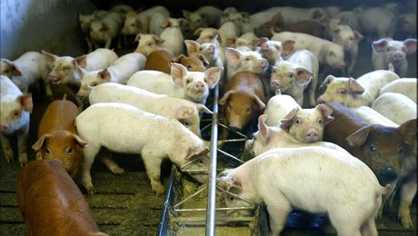 Dansk Vegetarisk Forening: L&F spilder muligheden for at fremtidssikre landbruget