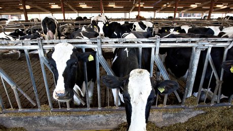 Mælkeproducent: Brug gulerod fremfor pisk i landbrugets grønne omstilling