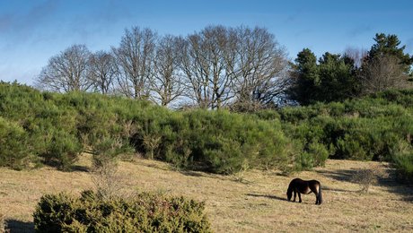 Eksperter: Øget borgerinddragelse kan løfte de naturpolitiske målsætninger