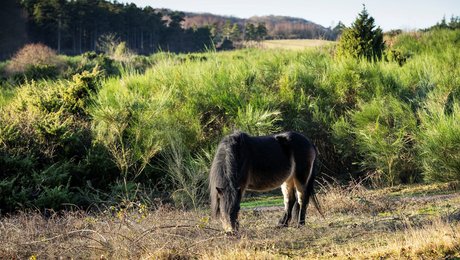 SF i EU: Det koster milliarder, hvis regeringen ikke investerer i biodiversitet