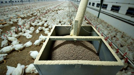 Klimaambitioner må ikke gå ud over dyrevelfærden