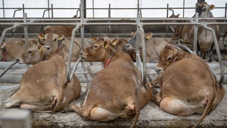 5 A'er: Skarp debatbog giver andelsbevægelsen et overlagt "spark i bollerne"