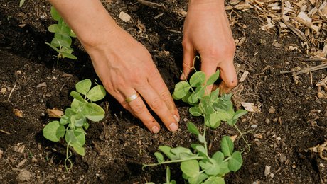 Formand for LandboUngdom genopstiller ikke 