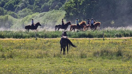 Lektorer om rewilding: Et frit dyreliv må godt være svært