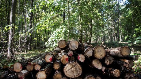 CM Biomass får ny direktør 