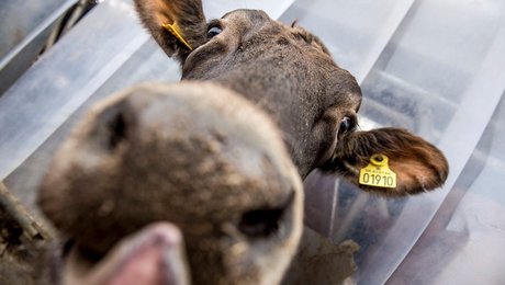 Thise Mejeri skifter ud på direktørposten