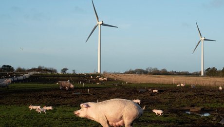 Alternativet: Vores forsyningskæder er truede. Derfor har vi brug for en økonomi, der er lokal og grøn