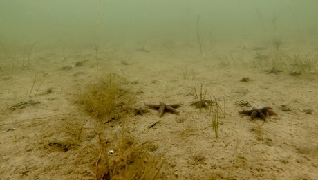 V-minister blåstempler igen og igen skadeligt overfiskeri. Det er en blevet en trist tradition