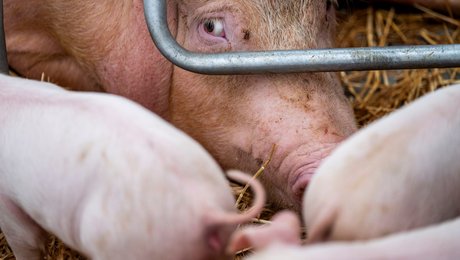 Regeringen løfter sløret: Rammer den næste pandemi de danske svin, er der behov for en 208 kilometer lang grav