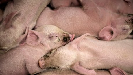 Landbrug & Fødevarer: Rapport fra Det Etiske Råd er ensidig. Vi er et foregangsland, når det handler om antibiotika i griseproduktion