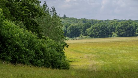 Biodiversitetsrådet vil slette ”natur” i navnet på ny lov