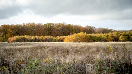 Nyt flertal i Køge vil skrotte energipark med vindmøller i skove
