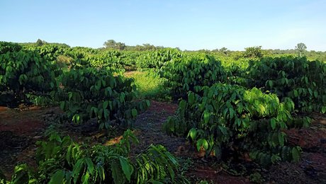 Lov mod afskovning udskydes igen, igen. EU-lovgiverne straffer de forkerte, mener dansk kaffefirma