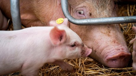 Biologer: Hvem passer på grisene? Ikke Venstre. De har for travlt med at passe på magtfulde svinebaroner