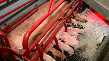 Tænketank om kummerlige forhold i grisestalde: Hykleriske danskere kræver bedre dyrevelfærd, men vil ikke betale for det