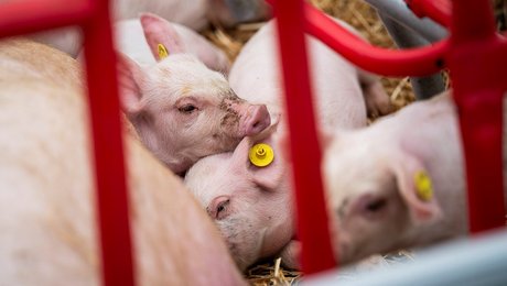 S vil stramme reglerne for dyrevelfærd