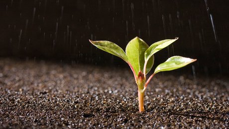 Etisk Råd: Ny EU-regulering af forædlede planter rejser etiske spørgsmål om ejerskab