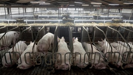 Forfattere: Vi er blevet solgt en løgn om det store landbrugs succes