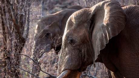 Ny partnerskabschef i Verdensnaturfonden: ”Jeg er både beæret og begejstret”