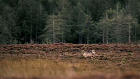Det er dårligt nyt for både fåreavlere, ulve og danskere, hvis de ulvesikre hegn ikke holder ulven ude