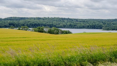 Medlemmer af global naturorganisation: Danmark bør følge den internationale standard for beskyttet natur