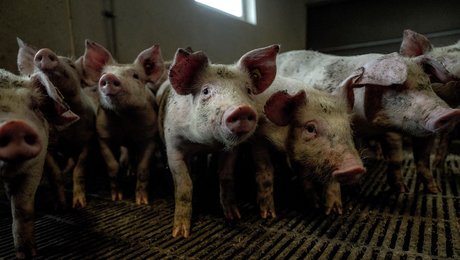 Landmand til forfatter i svinedebat: Forhold dig til virkeligheden i stedet for dine følelser