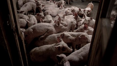 Bedre dyrevelfærd er et skridt i retning af et mere ansvarligt landbrug