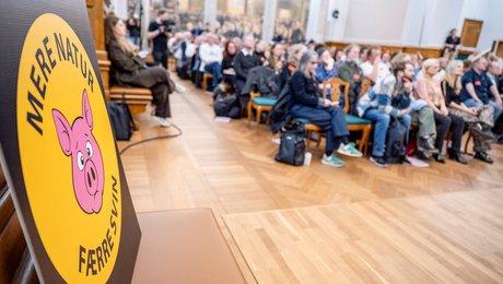 Svensk dyrevelfærdsekspert stempler ind i 'svinevalg': Danske landmænd skaber "unfair konkurrence", når de klipper i grisehalerne