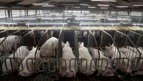 Prisvindende forfatter storroser nye afsløringer: Det er en bombe i svinedebatten  