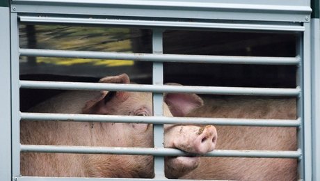 Hun kræver hård regulering. Han advarer mod strikse krav. Fremtidens dyretransport splitter S og V