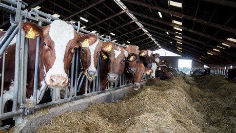 Concito: Nye EU-klimamål kalder på stærkere regulering af landbruget