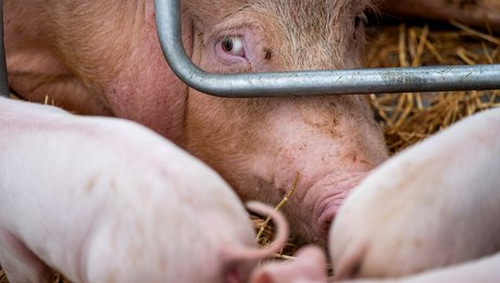 Anima: Derfor bør alle partier udnævne en dyrevelfærdsordfører