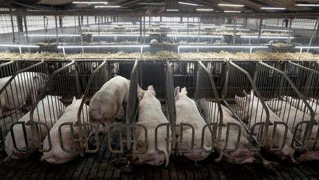 Moderaternes akavede griseforslag lyder som bluff