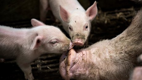 Institutleder: Gentagne besparelser efterlader Danmark dårligere rustet til den næste pandemi