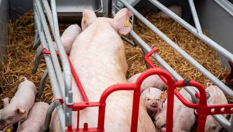 Den nye regeringen må tage ansvar for årtiers svigt af grisenes velfærd. Løsningen kunne være et nyt ministerium