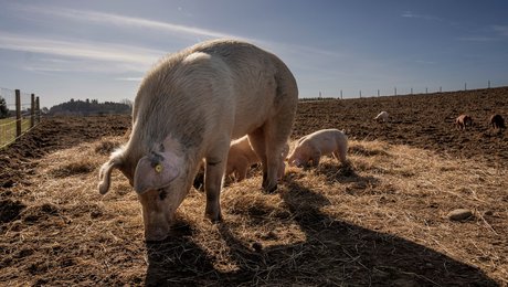 Fødevareministeriet bør nedlægges for grisenes skyld. Her er ugens debat  