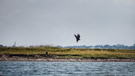 Novo-fond bruger millioner på at udvide reservaterne