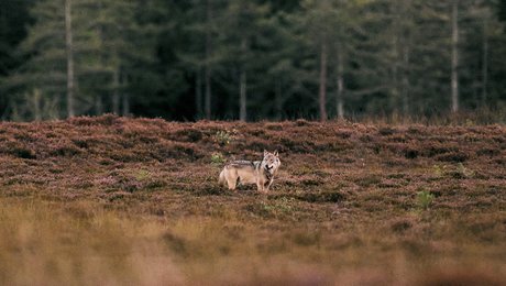 Med deres retorik om ulve skaber politikerne selv den frygt, de bruger politisk