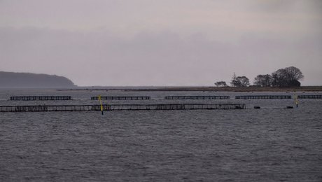 Producentorganisation for fiskeopdrættere får ny formand efter dødsfald