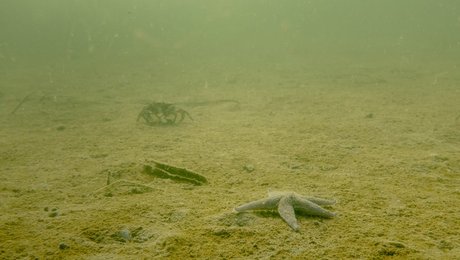 Iltsvindsrapport er en gyser for vandmiljøet: ”Det ser skidt ud”
