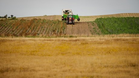 Danish Quinoa Group: Kvælstofregler vil rive tæppet væk under produktion af bælgfrugter